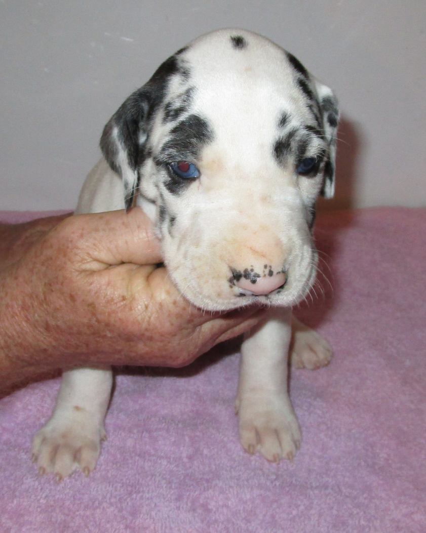 Light colored Harlequin female