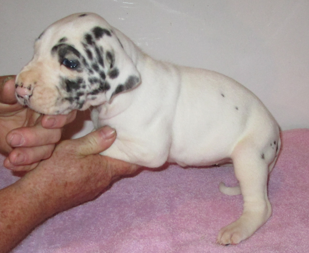 Light colored Harlequin female