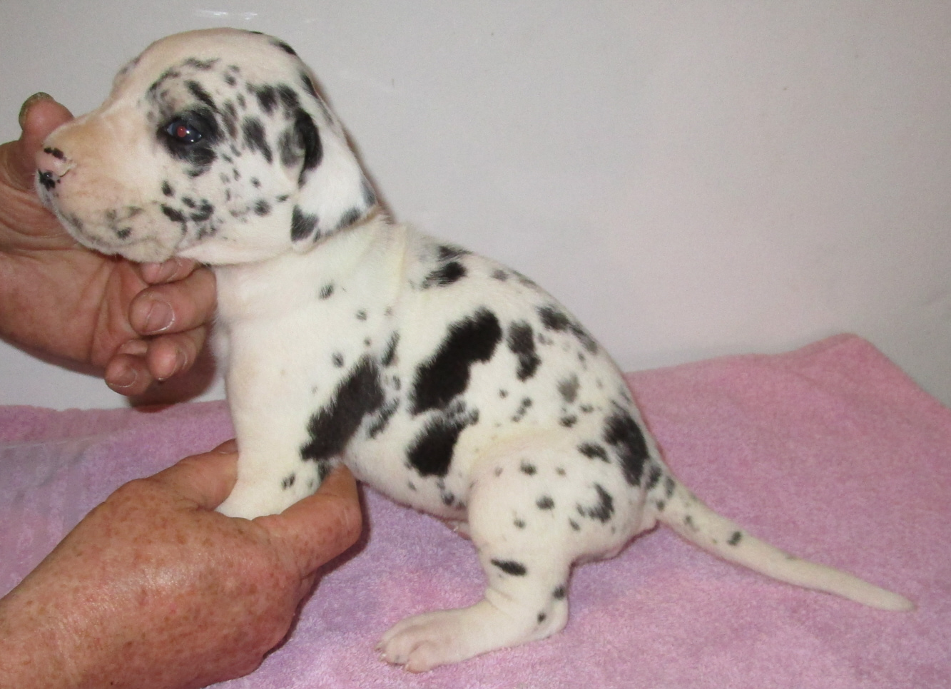 Medium spotted Harlequin female