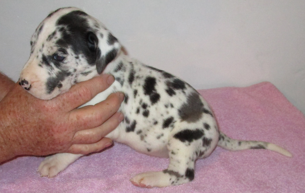 Lots of spots-Harlequin female