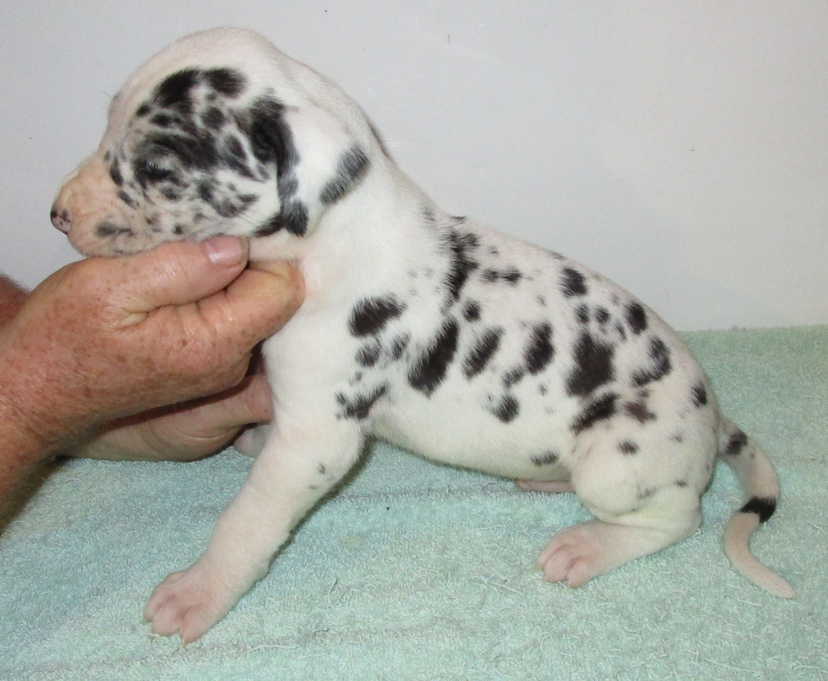Medium spotted Harlequin male