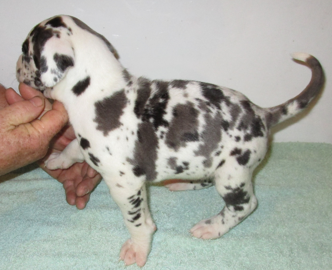 Lots of spots Harlequin male