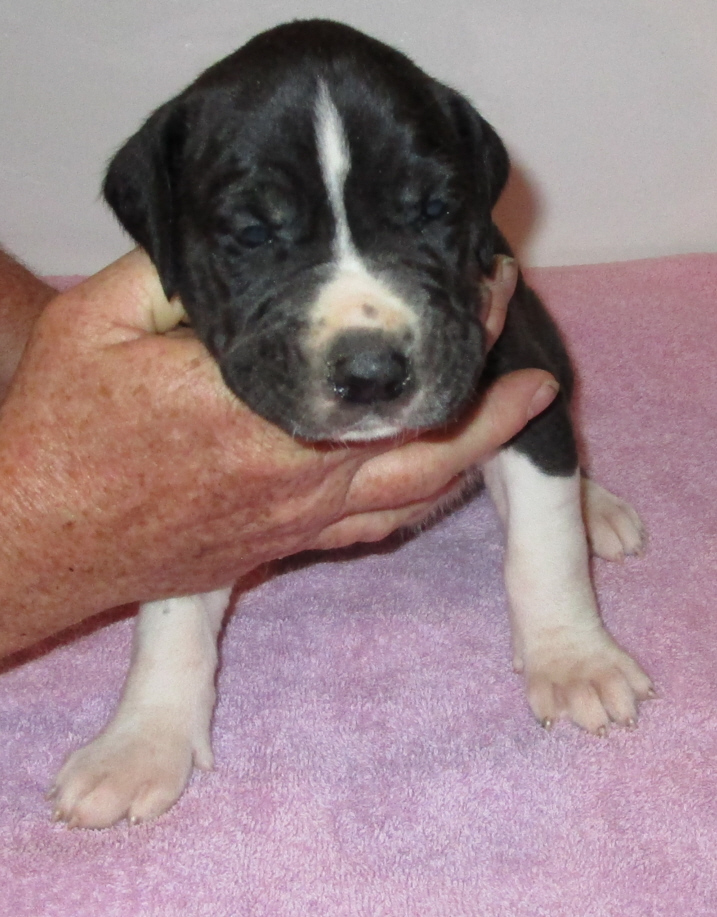Dark colored Mantle female