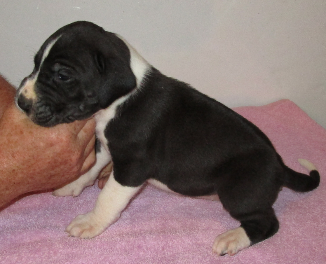 Dark colored Mantle female