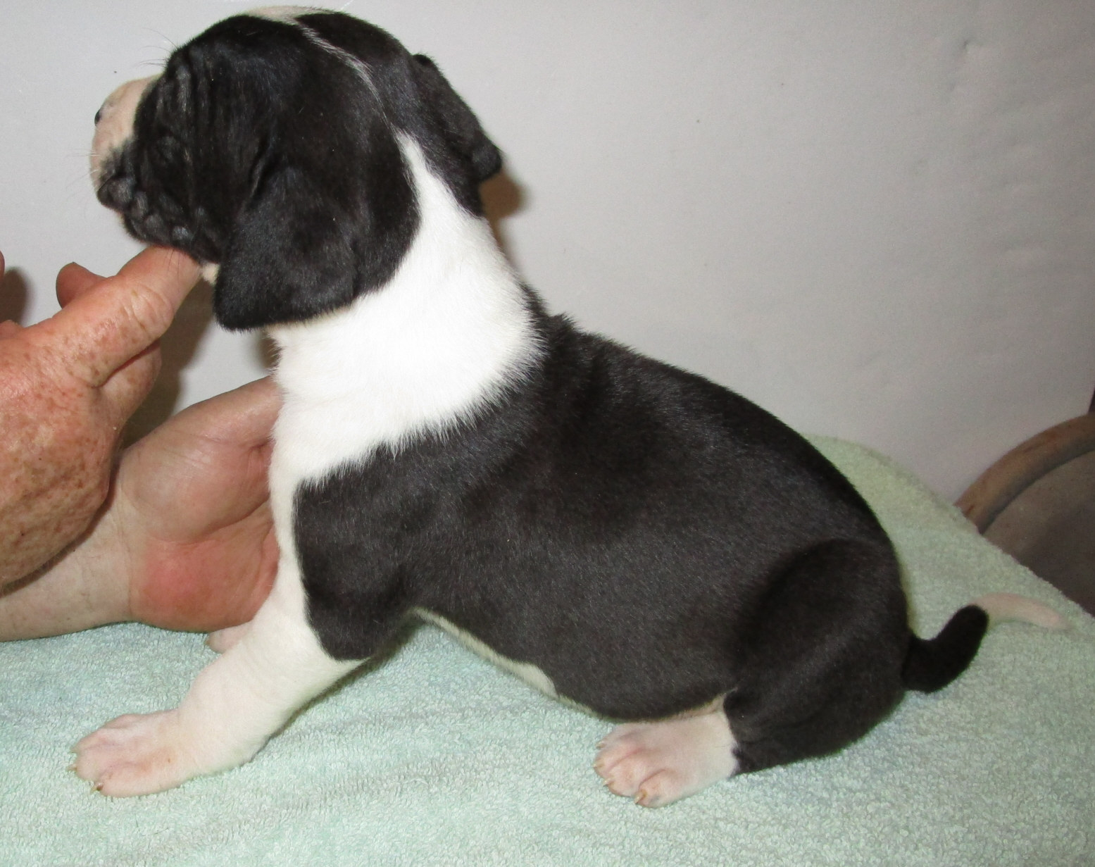 Dark colored Mantle male
