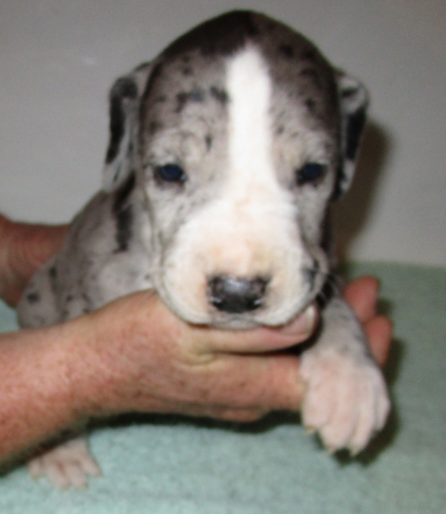 Merle male