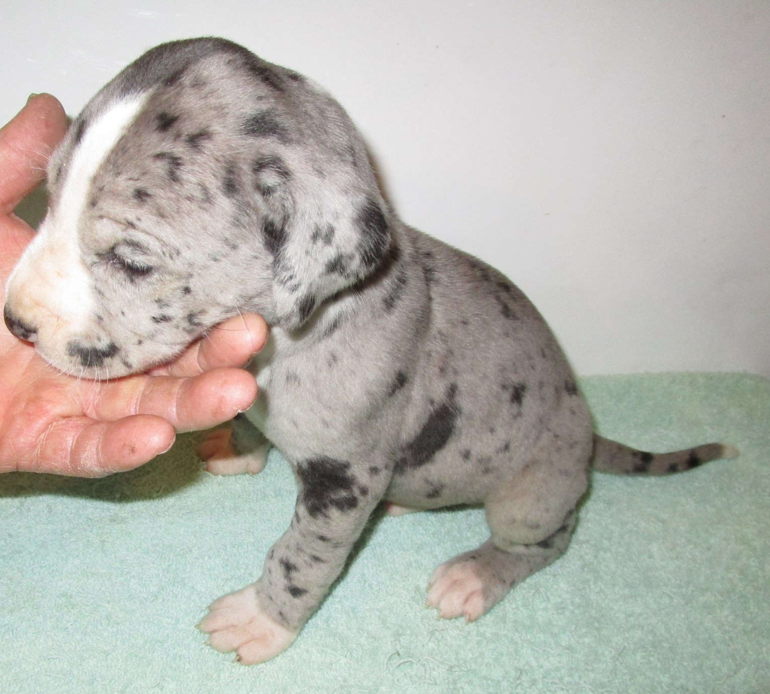 Merle male