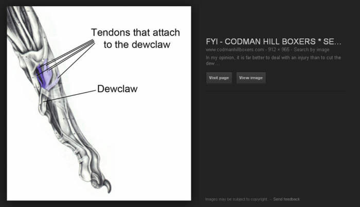 dewclaw